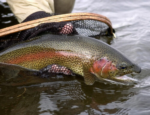 Fly Fishing FAQs