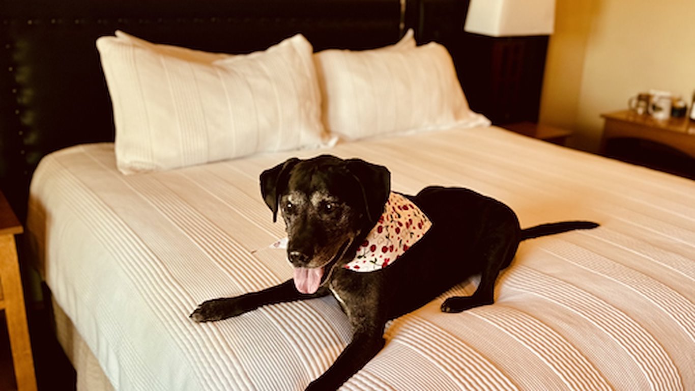 Black dog with bandana on a bed