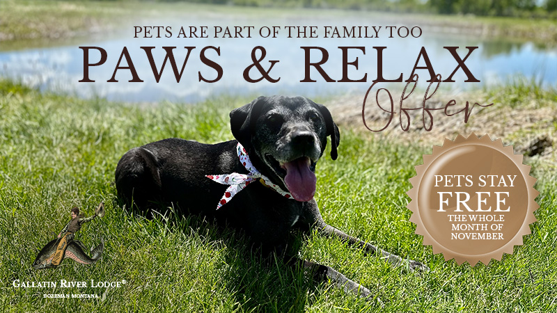 Dog relaxing outside, pets stay free November.