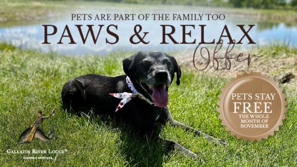 Dog outdoors promoting pet-friendly lodge offer.