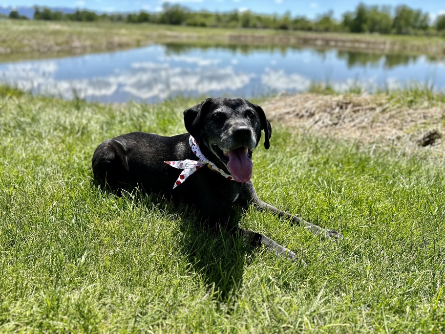 Black dog with scarf by a pond