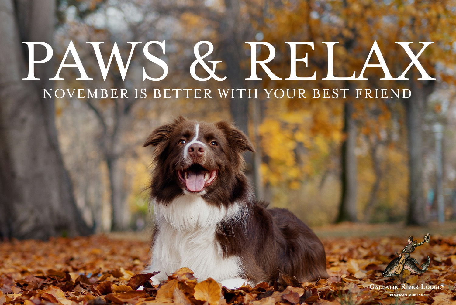 Brown and white dog lying in fall leaves – Paws & Relax package at Gallatin River Lodge